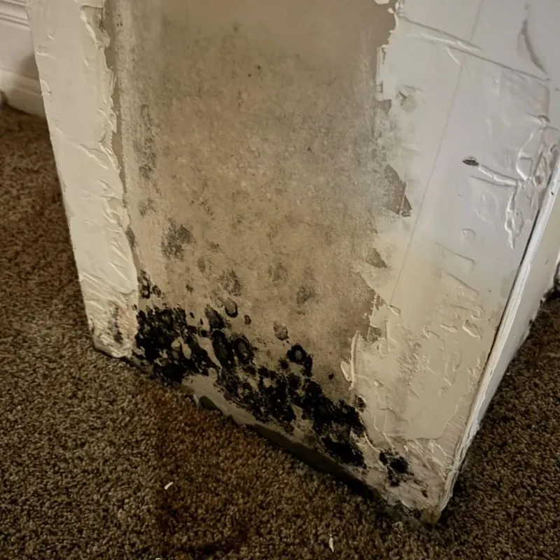 Professional Mold Removal in Galveston, IN